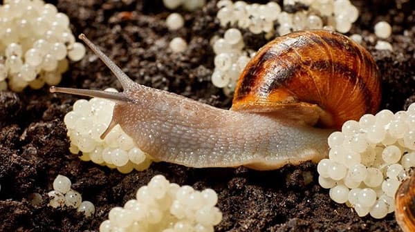 خرید و قیمت خاویار حلزون + فروش صادراتی